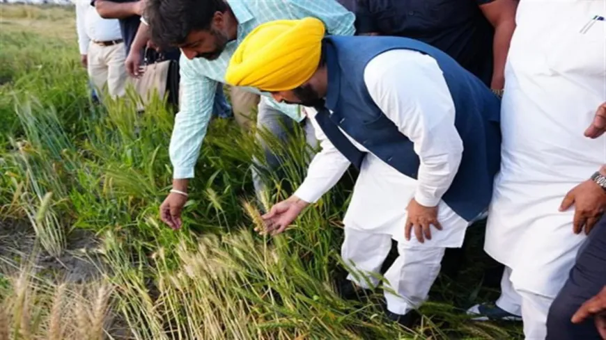 Mann सरकार की ऐतिहासिक Achievement: 1.1 Million से ज्यादा किसानों को मिला MSP Benefit